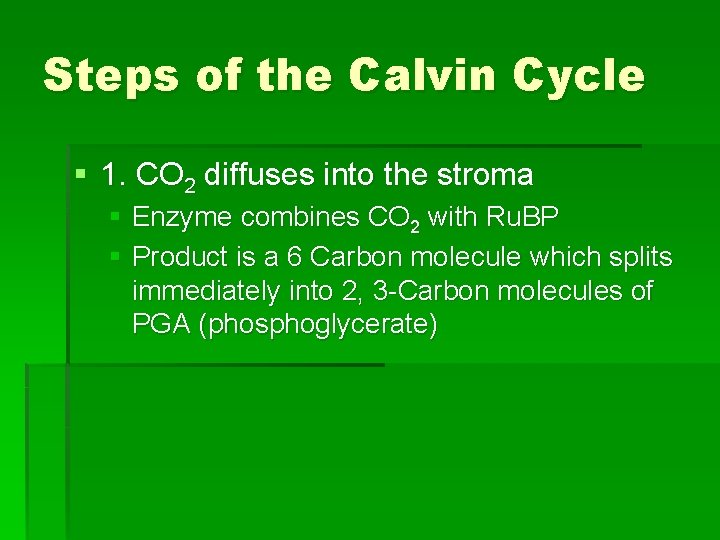 Steps of the Calvin Cycle § 1. CO 2 diffuses into the stroma §