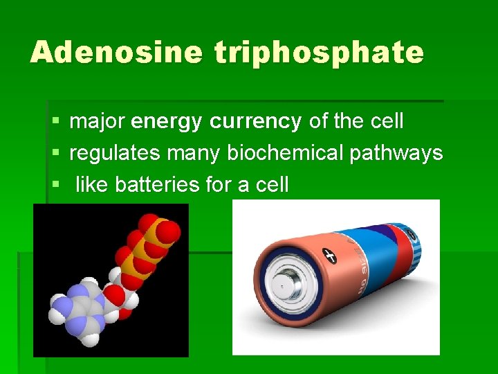 Adenosine triphosphate § § § major energy currency of the cell regulates many biochemical