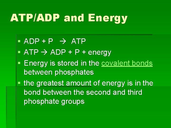 ATP/ADP and Energy § § § ADP + P ATP ADP + energy Energy