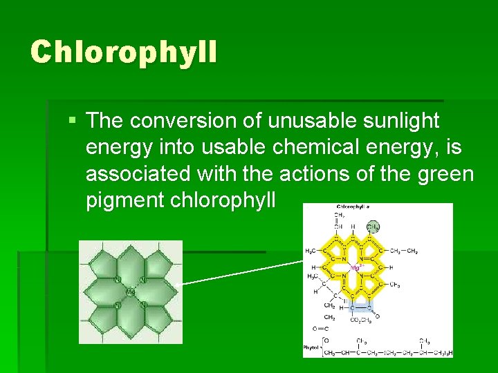 Chlorophyll § The conversion of unusable sunlight energy into usable chemical energy, is associated