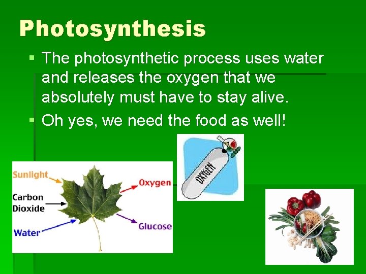 Photosynthesis § The photosynthetic process uses water and releases the oxygen that we absolutely