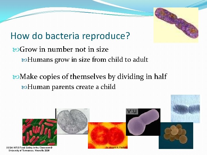 How do bacteria reproduce? Grow in number not in size Humans grow in size