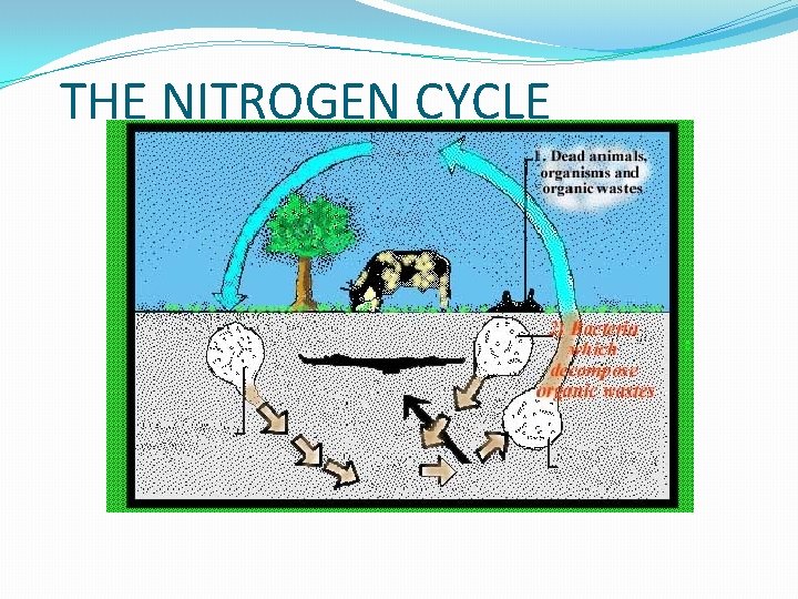 THE NITROGEN CYCLE 