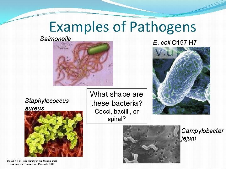 Examples of Pathogens Salmonella Staphylococcus aureus E. coli O 157: H 7 What shape