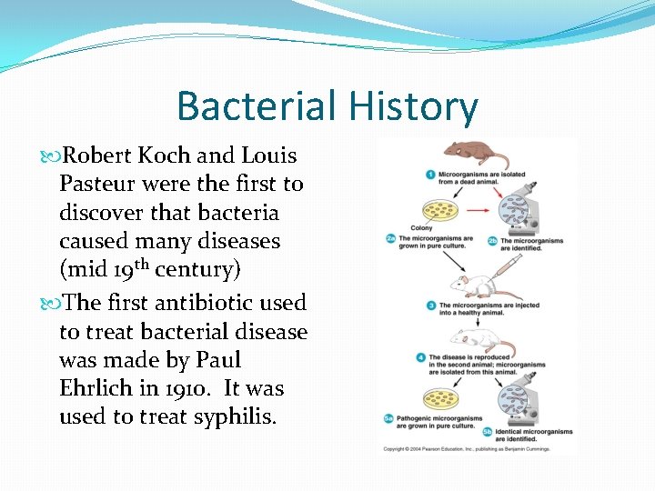 Bacterial History Robert Koch and Louis Pasteur were the first to discover that bacteria