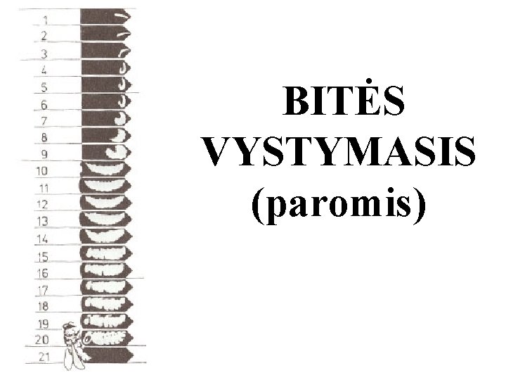 BITĖS VYSTYMASIS (paromis) 