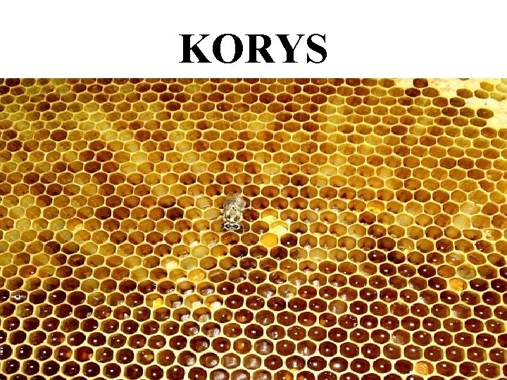 KORYS 