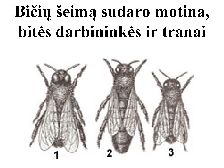Bičių šeimą sudaro motina, bitės darbininkės ir tranai 