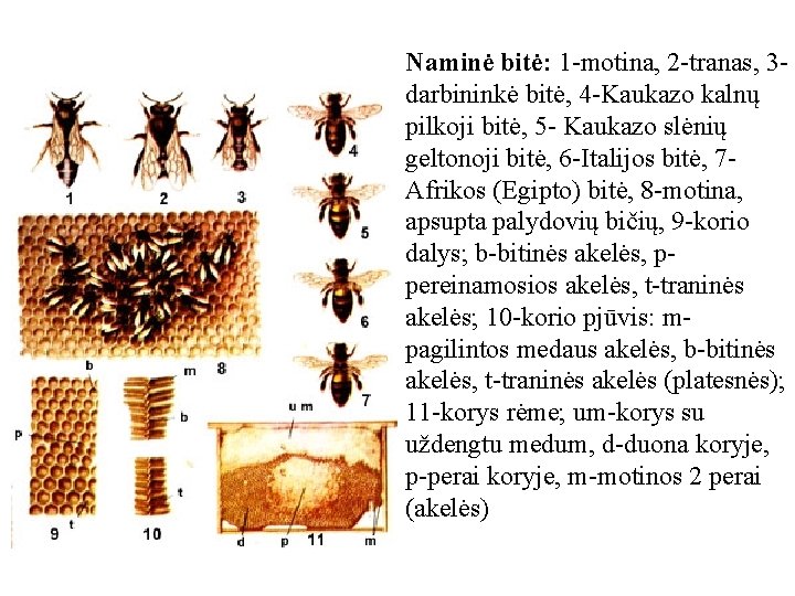 Naminė bitė: 1 -motina, 2 -tranas, 3 darbininkė bitė, 4 -Kaukazo kalnų pilkoji bitė,