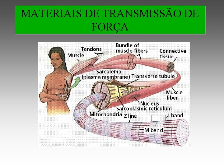 MATERIAIS DE TRANSMISSÃO DE FORÇA 