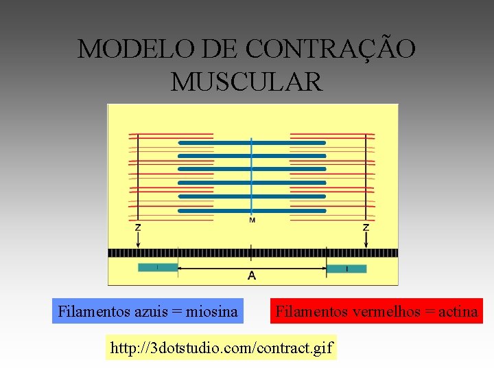 MODELO DE CONTRAÇÃO MUSCULAR Filamentos azuis = miosina Filamentos vermelhos = actina http: //3