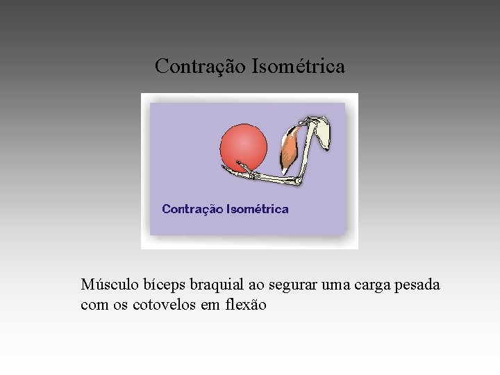 Contração Isométrica Músculo bíceps braquial ao segurar uma carga pesada com os cotovelos em