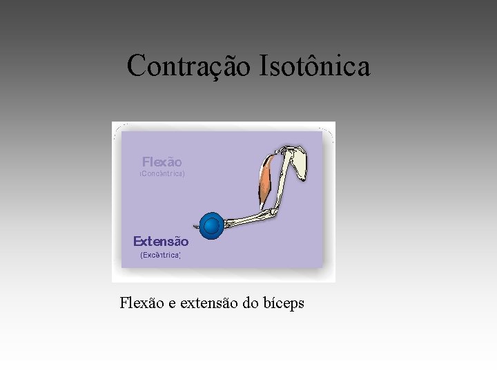 Contração Isotônica Flexão e extensão do bíceps 