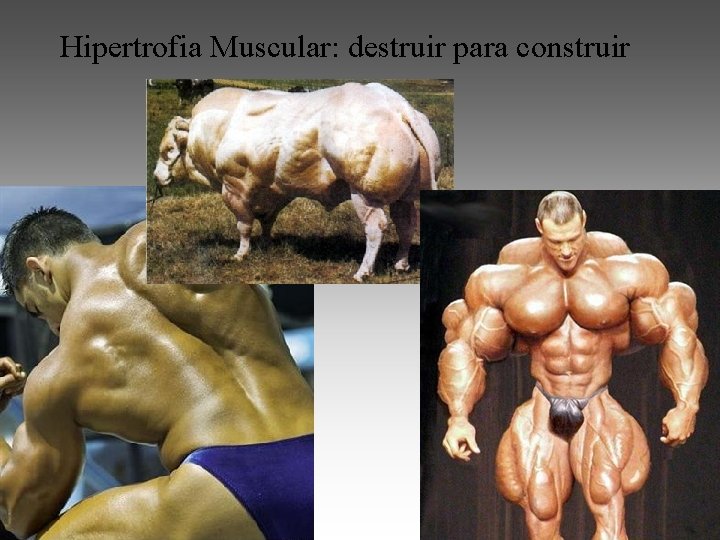 Hipertrofia Muscular: destruir para construir 