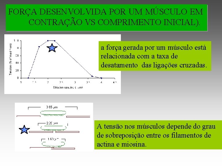 FORÇA DESENVOLVIDA POR UM MÚSCULO EM CONTRAÇÃO VS COMPRIMENTO INICIAL). a força gerada por