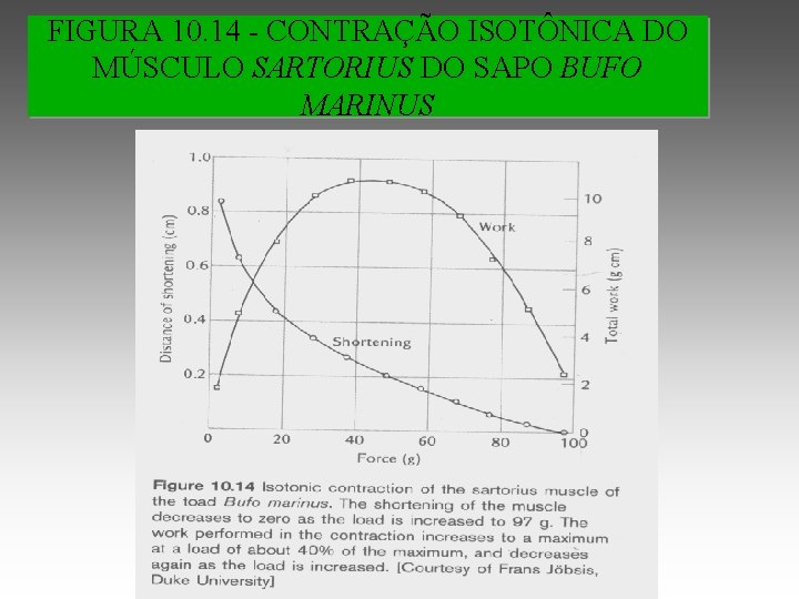 FIGURA 10. 14 - CONTRAÇÃO ISOTÔNICA DO MÚSCULO SARTORIUS DO SAPO BUFO MARINUS 