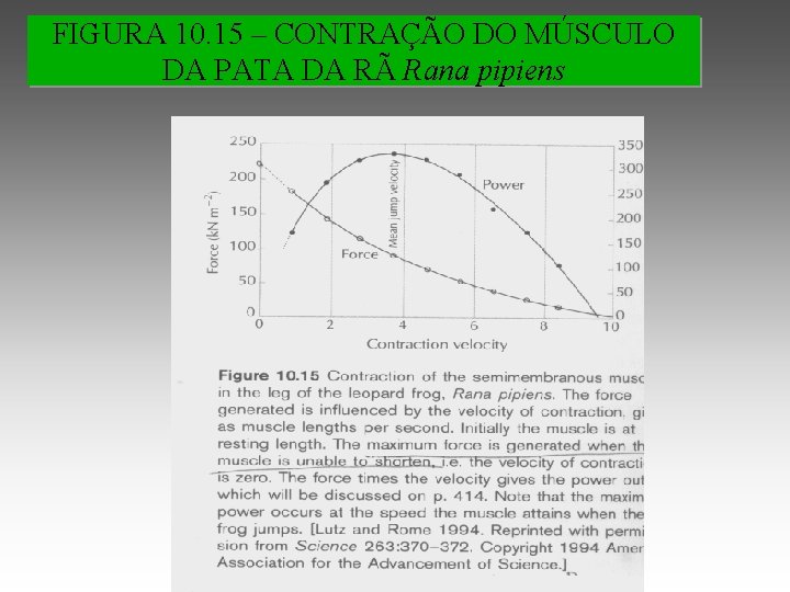 FIGURA 10. 15 – CONTRAÇÃO DO MÚSCULO DA PATA DA RÃ Rana pipiens 