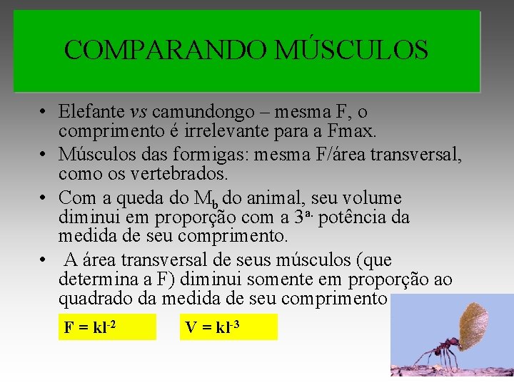 COMPARANDO MÚSCULOS • Elefante vs camundongo – mesma F, o comprimento é irrelevante para