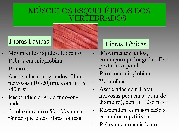 MÚSCULOS ESQUELÉTICOS DOS VERTEBRADOS Fibras Fásicas - Movimentos rápidos. Ex. : pulo Pobres em