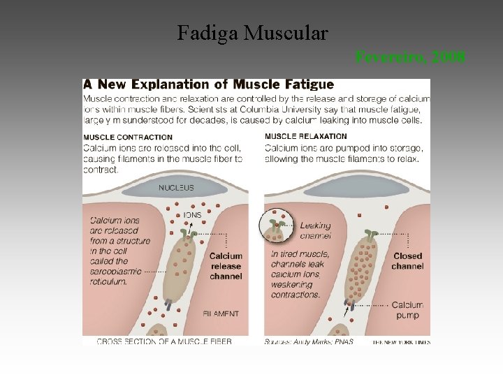 Fadiga Muscular Fevereiro, 2008 