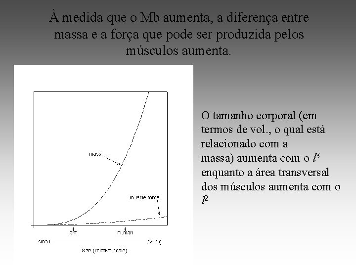 À medida que o Mb aumenta, a diferença entre massa e a força que