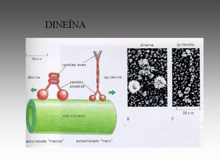 DINEÍNA 