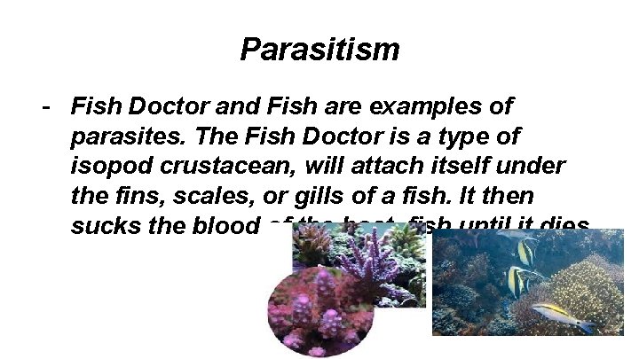 Parasitism - Fish Doctor and Fish are examples of parasites. The Fish Doctor is
