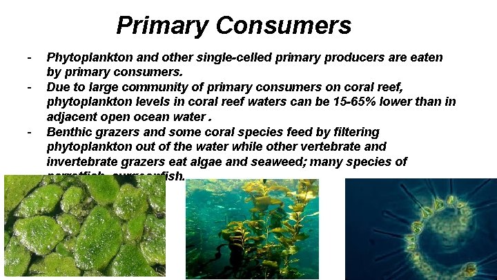 Primary Consumers - Phytoplankton and other single-celled primary producers are eaten by primary consumers.