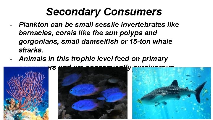 Secondary Consumers - Plankton can be small sessile invertebrates like barnacles, corals like the