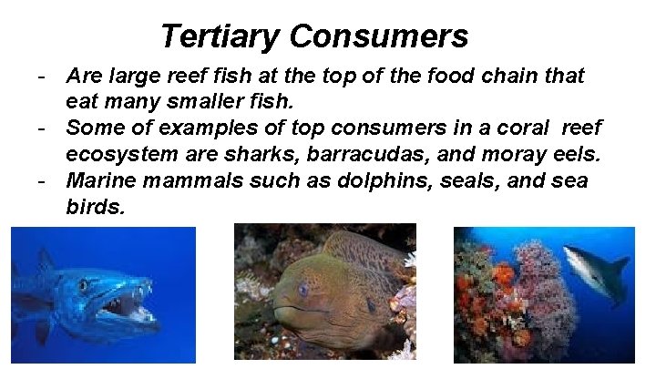 Tertiary Consumers - Are large reef fish at the top of the food chain