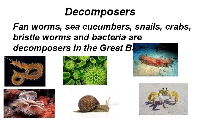 Decomposers Fan worms, sea cucumbers, snails, crabs, bristle worms and bacteria are decomposers in