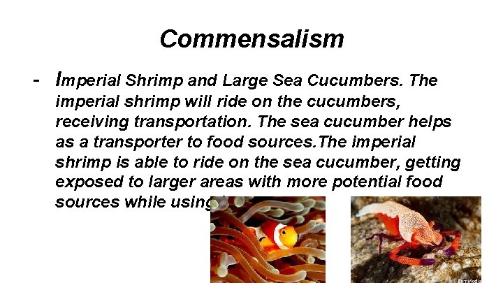 Commensalism - Imperial Shrimp and Large Sea Cucumbers. The imperial shrimp will ride on