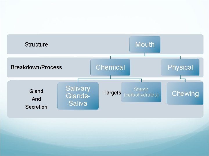 Mouth Structure Chemical Breakdown/Process Gland And Secretion Salivary Glands. Saliva Physical Starch Targets (carbohydrates)