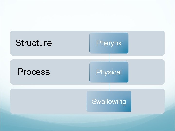 Structure Pharynx Process Physical Swallowing 