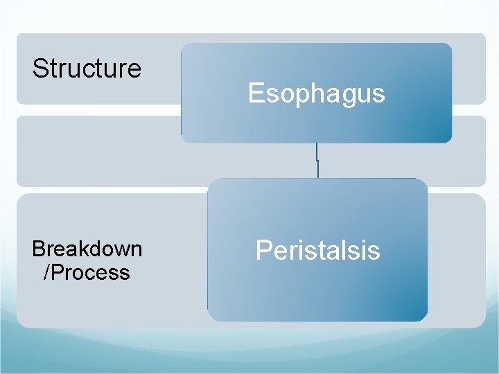 Structure Breakdown /Process Esophagus Peristalsis 