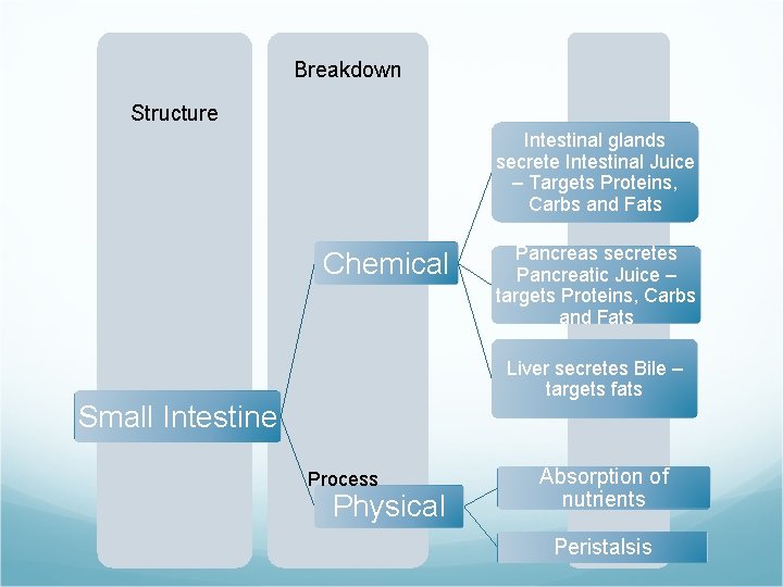 Breakdown Structure Intestinal glands secrete Intestinal Juice – Targets Proteins, Carbs and Fats Chemical