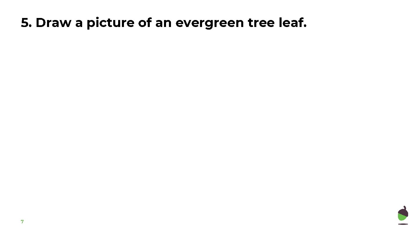5. Draw a picture of an evergreen tree leaf. 7 