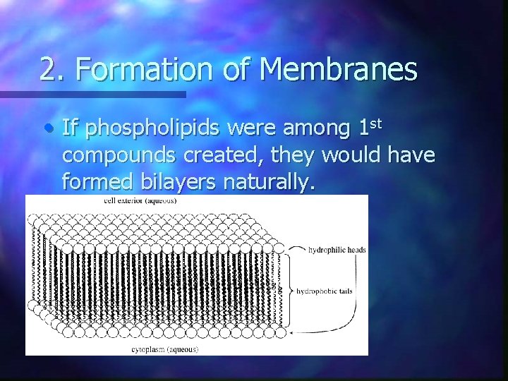 2. Formation of Membranes • If phospholipids were among 1 st compounds created, they