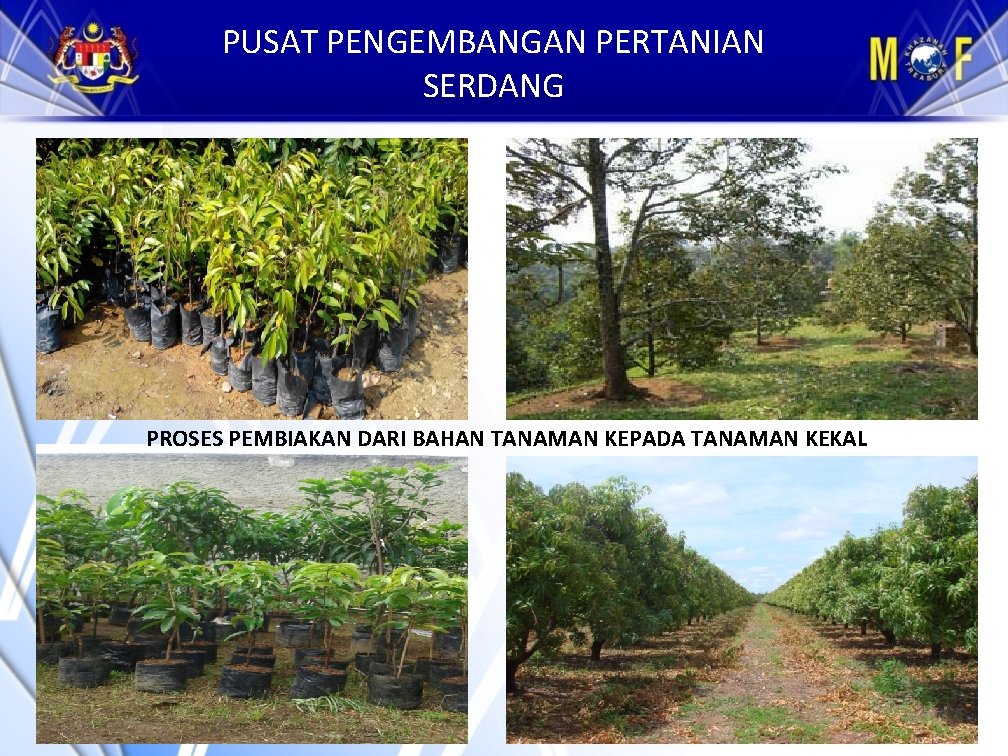 PUSAT PENGEMBANGAN PERTANIAN SERDANG PROSES PEMBIAKAN DARI BAHAN TANAMAN KEPADA TANAMAN KEKAL 