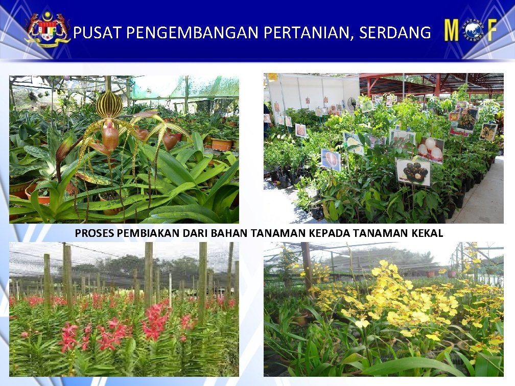 PUSAT PENGEMBANGAN PERTANIAN, SERDANG PROSES PEMBIAKAN DARI BAHAN TANAMAN KEPADA TANAMAN KEKAL 