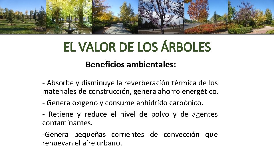 EL VALOR DE LOS ÁRBOLES Beneficios ambientales: - Absorbe y disminuye la reverberación térmica