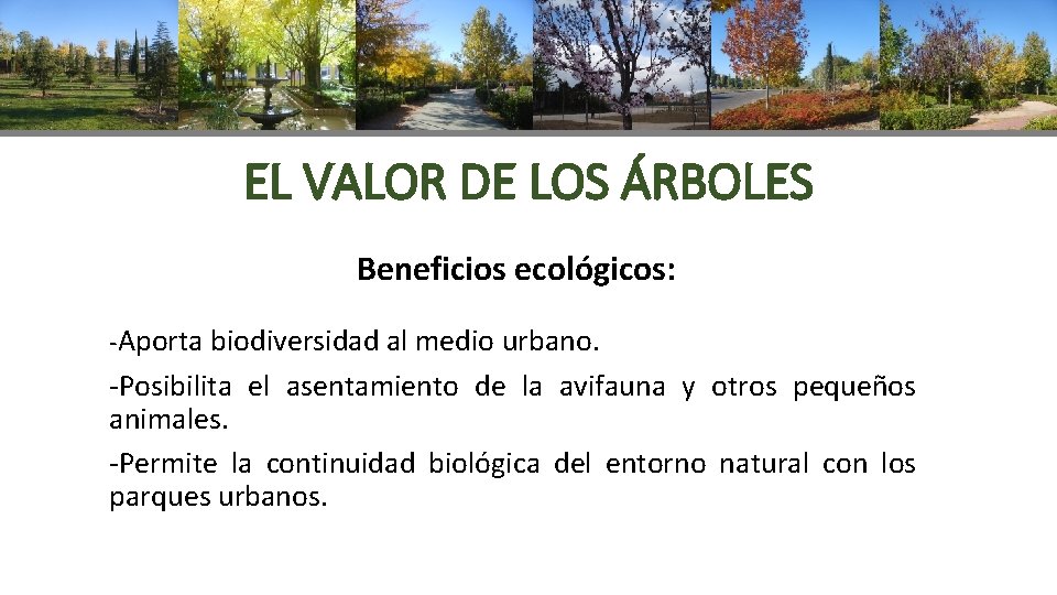 EL VALOR DE LOS ÁRBOLES Beneficios ecológicos: -Aporta biodiversidad al medio urbano. -Posibilita el