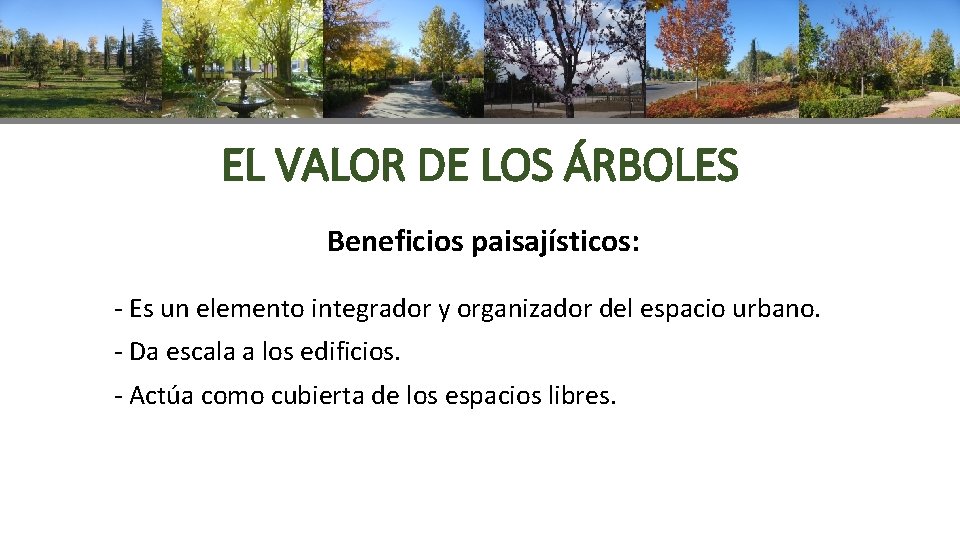 EL VALOR DE LOS ÁRBOLES Beneficios paisajísticos: - Es un elemento integrador y organizador