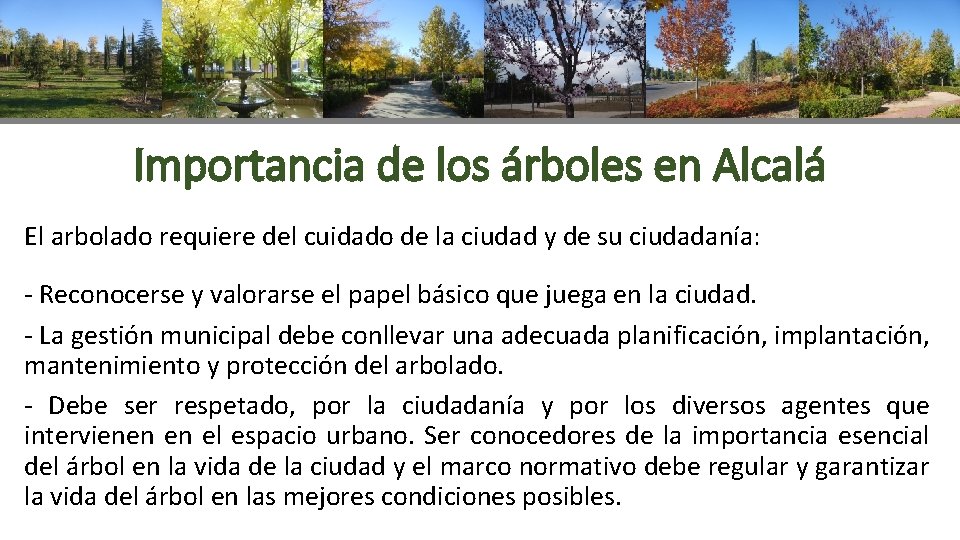 Importancia de los árboles en Alcalá El arbolado requiere del cuidado de la ciudad