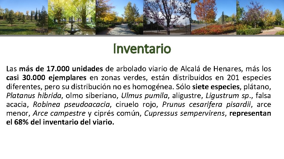 Inventario Las más de 17. 000 unidades de arbolado viario de Alcalá de Henares,