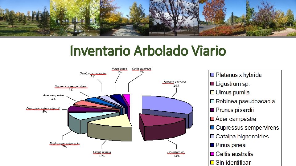 Inventario Arbolado Viario 