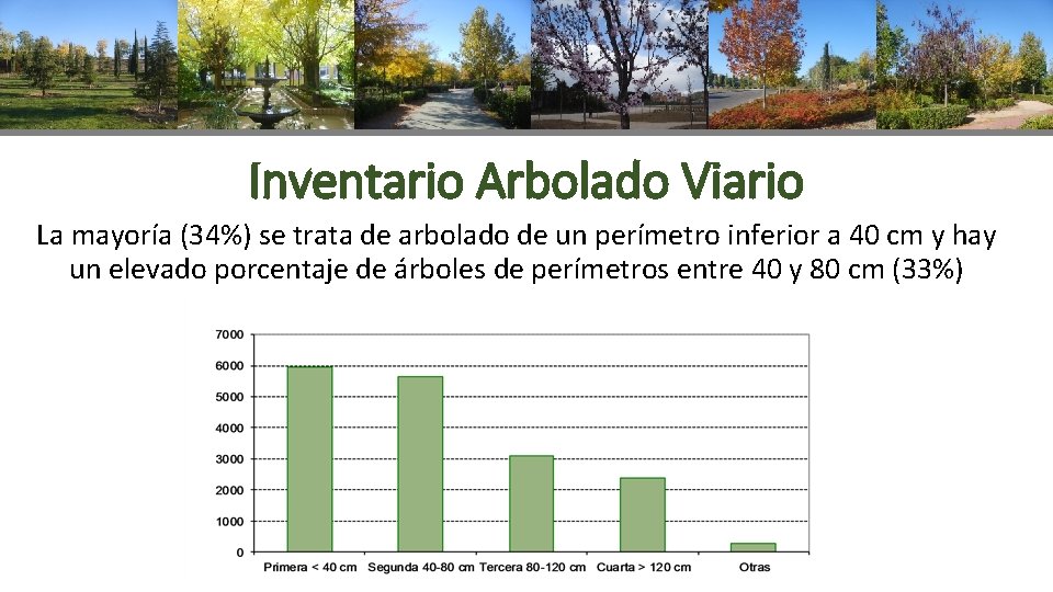 Inventario Arbolado Viario La mayoría (34%) se trata de arbolado de un perímetro inferior