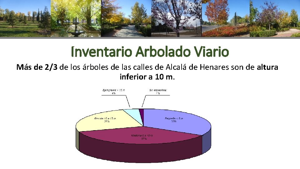 Inventario Arbolado Viario Más de 2/3 de los árboles de las calles de Alcalá
