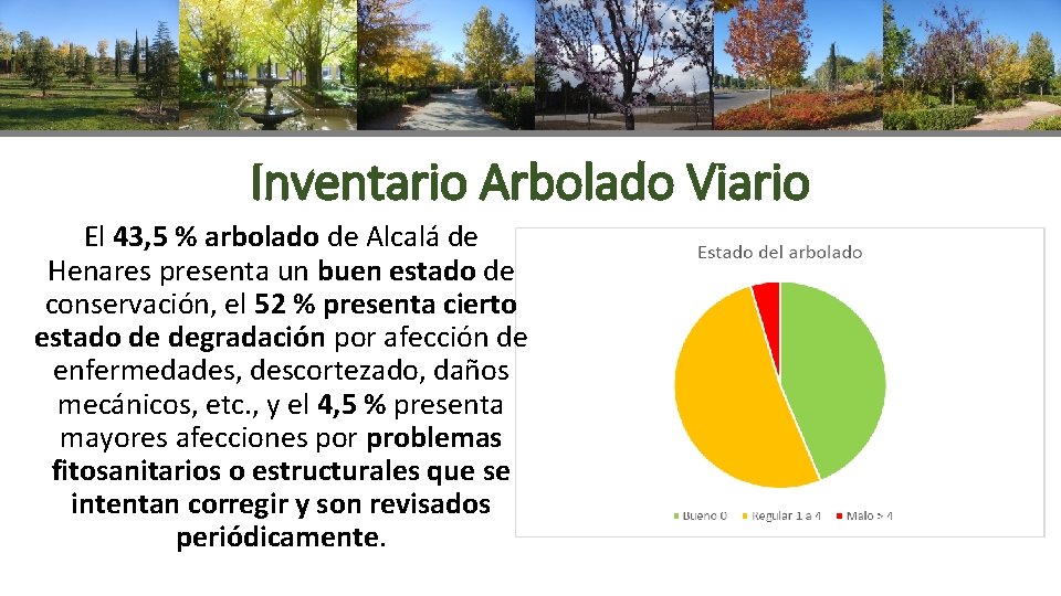Inventario Arbolado Viario El 43, 5 % arbolado de Alcalá de Henares presenta un