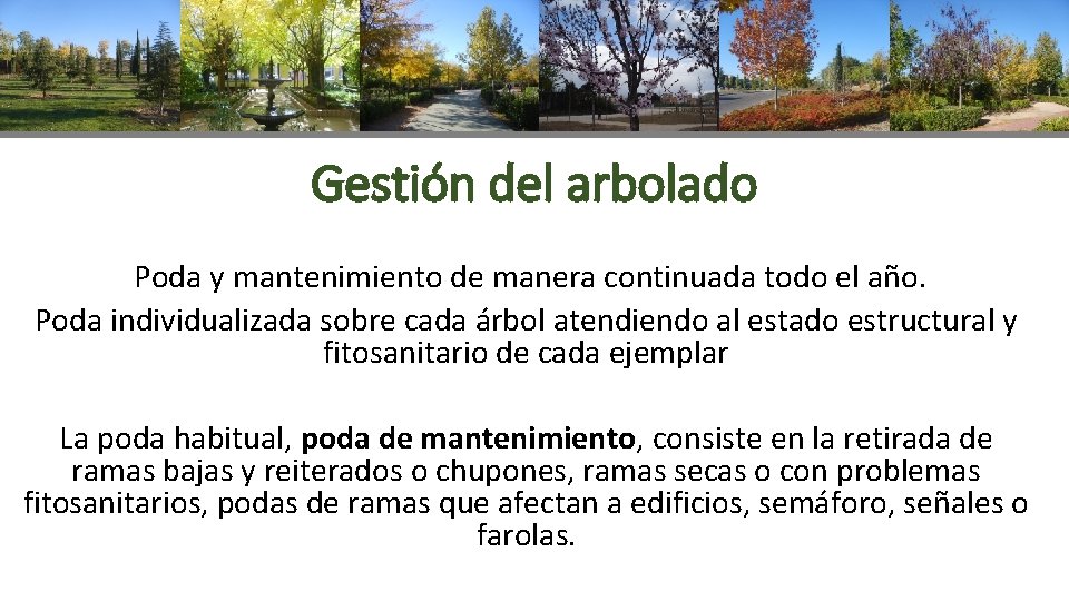 Gestión del arbolado Poda y mantenimiento de manera continuada todo el año. Poda individualizada
